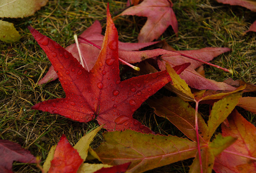 Hot Autumn Colors Photograph by Georgia Mizuleva