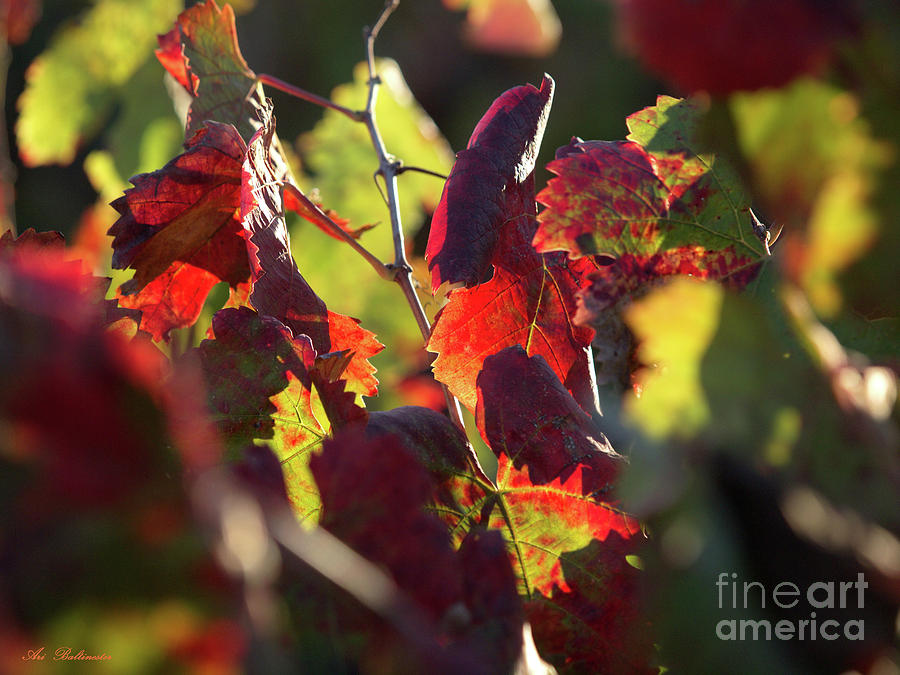 Hot autumn Leaves 02 Photograph by Arik Baltinester