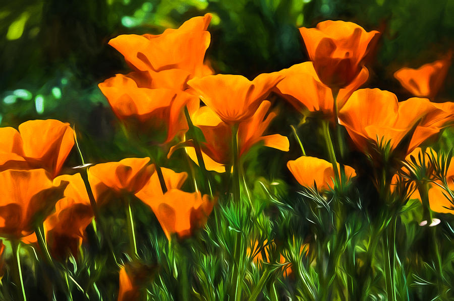 Spring Digital Art - Hot California Poppies Impression by Georgia Mizuleva