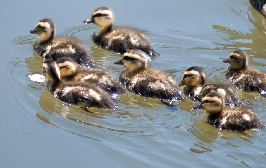 Hot chicks out for a swim Photograph by Optical Playground By MP Ray ...