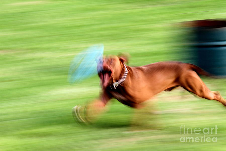 Dog Photograph - Hot Dog by Arie Arik Chen