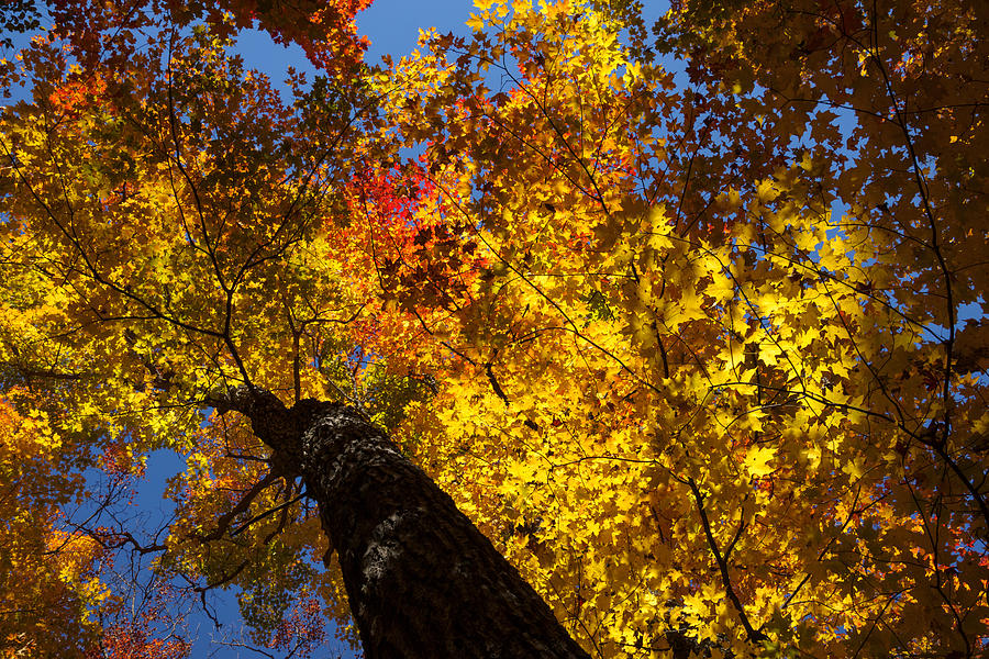 Nature Photograph - Hot Gold - an Autumn Forest Palette by Georgia Mizuleva