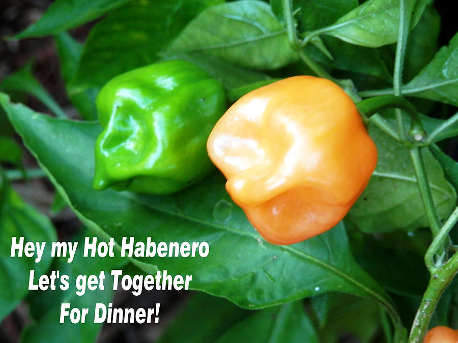 Hot  Habenero Dinner Photograph by Belinda Lee