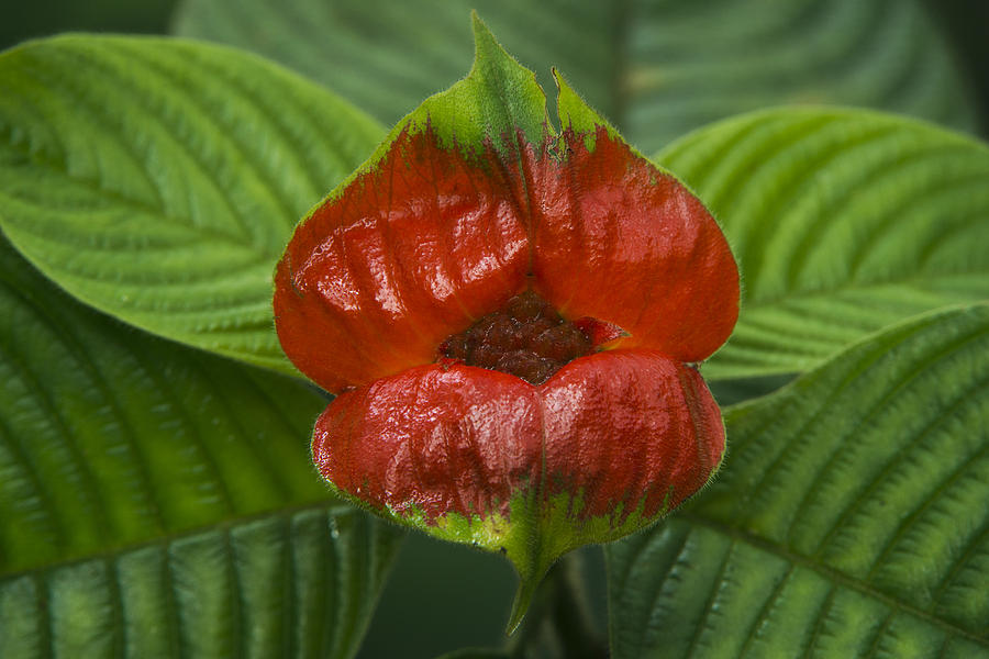 Hot Lips Flower Ecuador Photograph by Pete Oxford