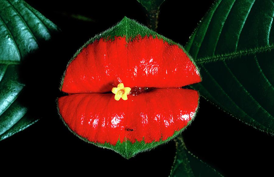 Hot Lips Plant Photograph by Dr Morley Read/science Photo Library