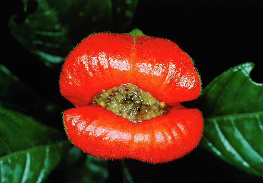 Nature Photograph - Hot Lips Plant In Rainforest by Dr Morley Read/science Photo Library