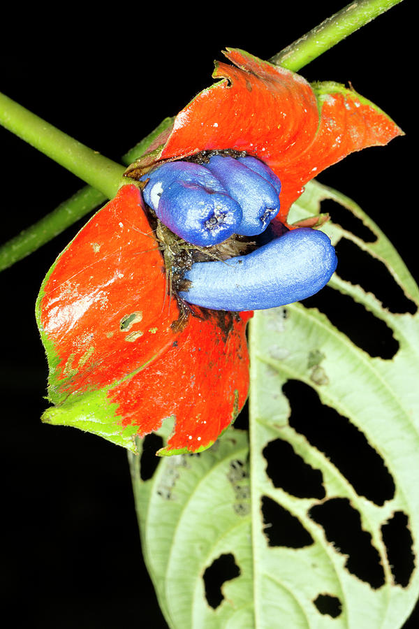 Hot Lips Plant (psychotria Poeppigiana) Photograph by Dr Morley Read