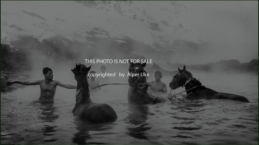 Horses Photograph - Hot Natural Spa Time by Alper Uke Horses Photograph - Hot Natural Spa Time by Alper Uke
