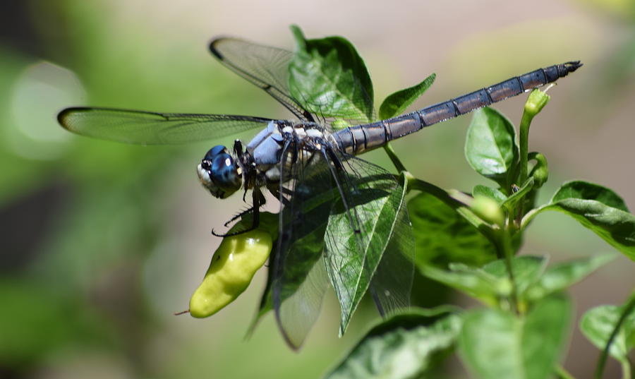 Hot Pepper Dragonfly 1 Photograph by Sheri McLeroy