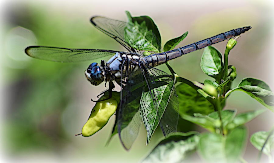 Hot Pepper Dragonfly 2 Photograph by Sheri McLeroy