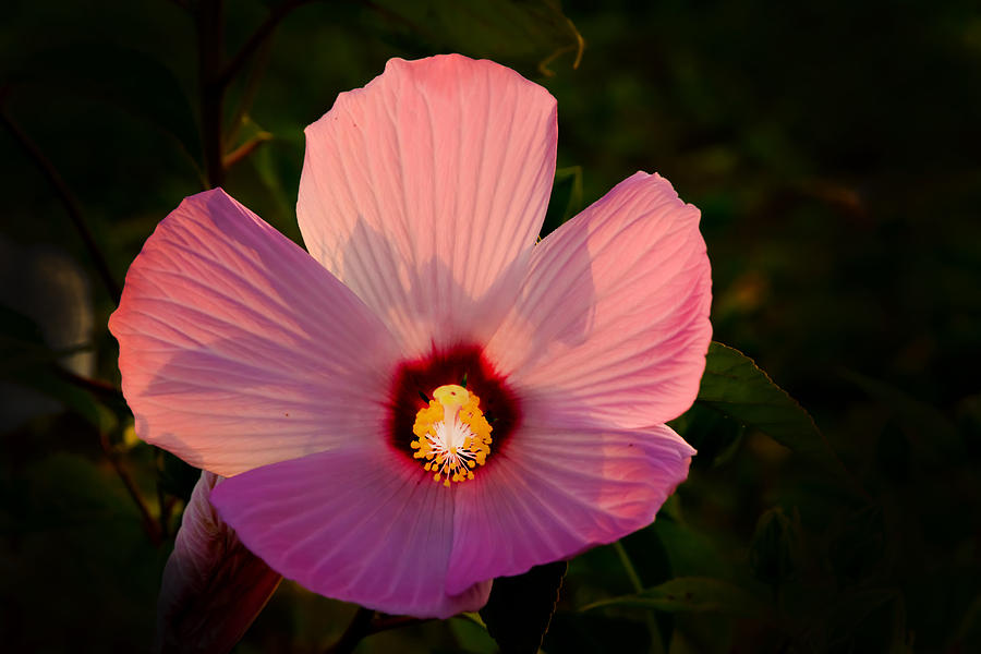 Nature Photograph - Hot Pink and Bursting Pistil by Randall Branham