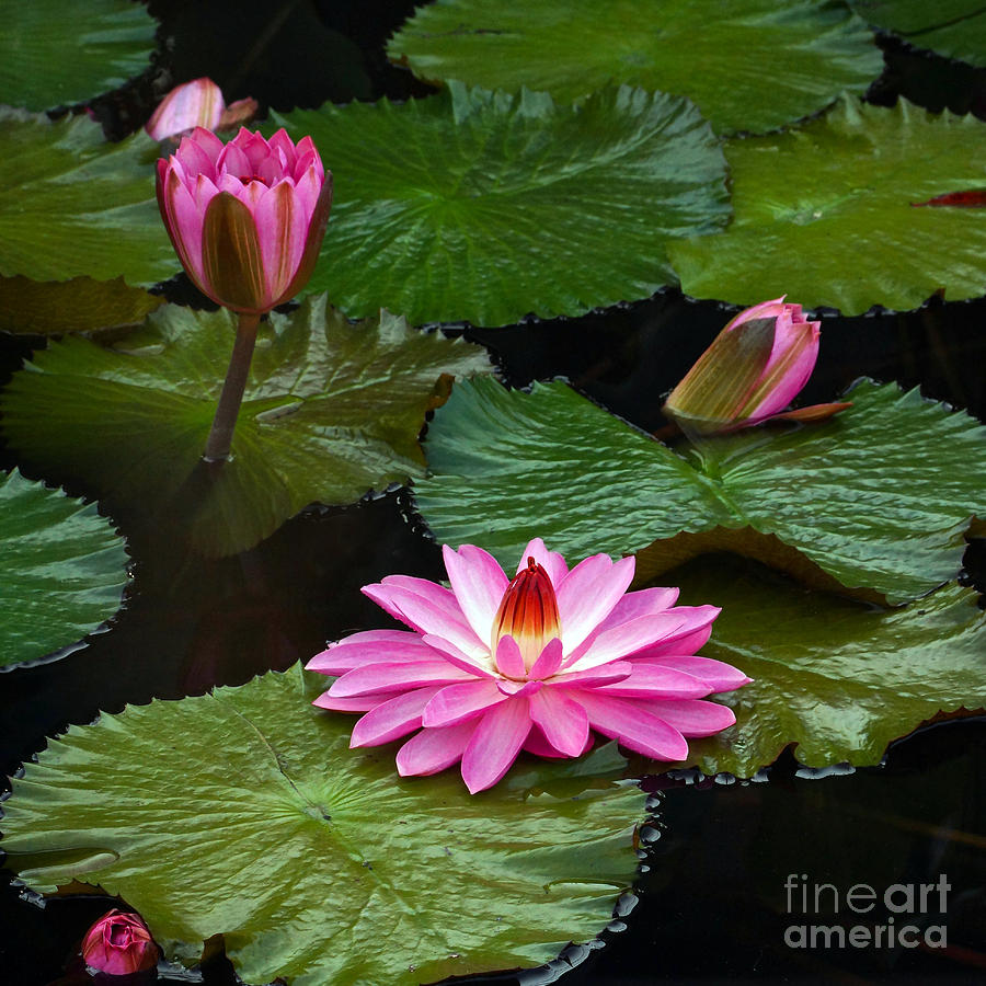 Hot Pink And Green Tropical Waterlilies Photograph by Byron Varvarigos