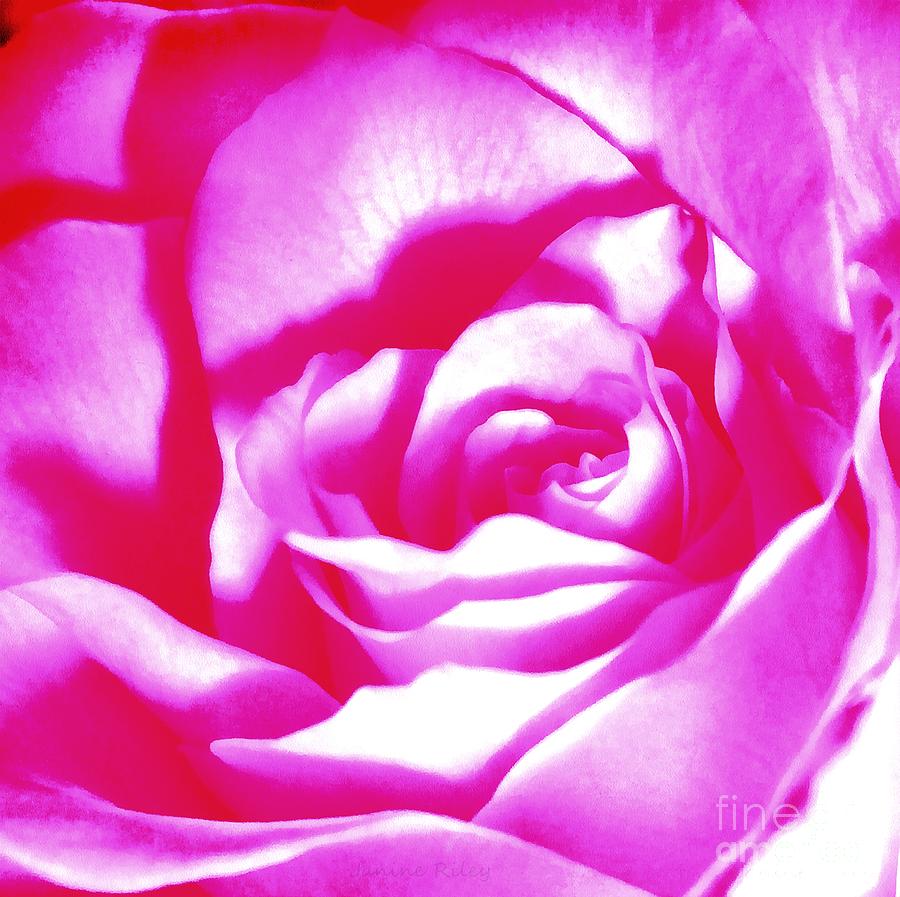 Hot Pink and White Rose Photograph by Janine Riley