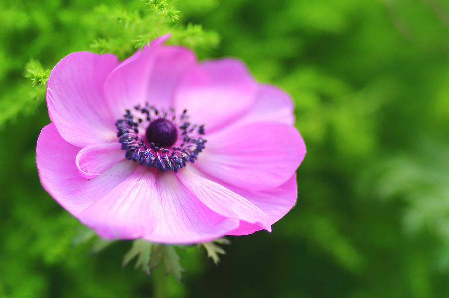 Hot Pink Anemone Photograph by Rebecca Cozart