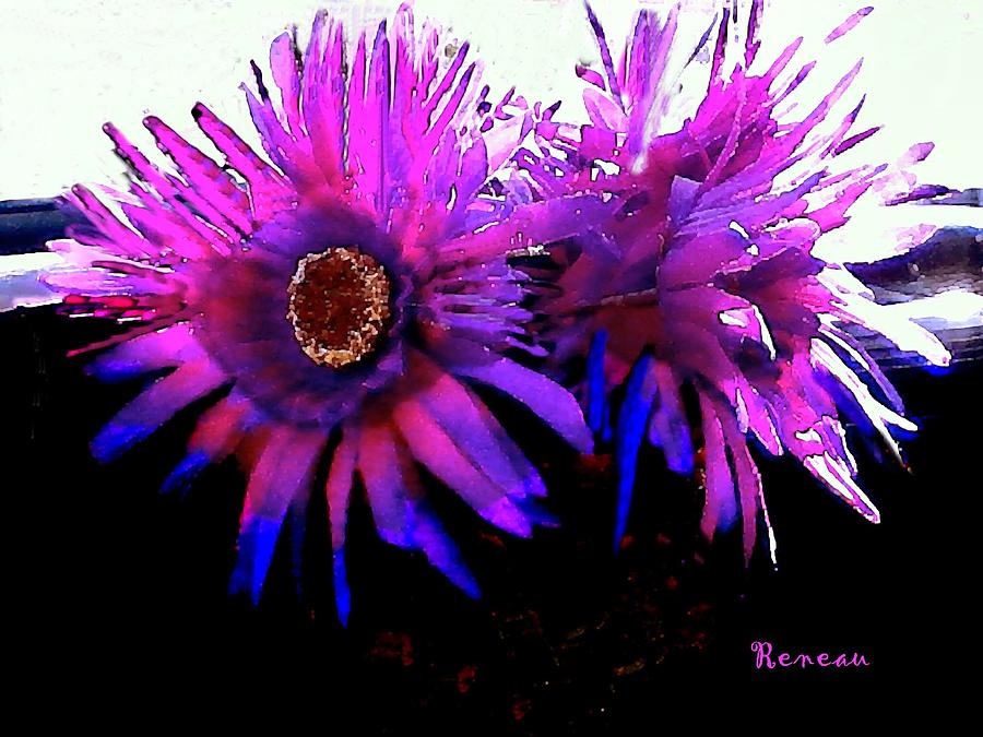Hot Pink Aster Flowers Photograph by A L Sadie Reneau