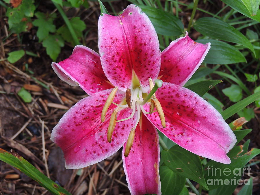 Hot Pink Beauty Photograph by Scottie Hundley - Fine Art America