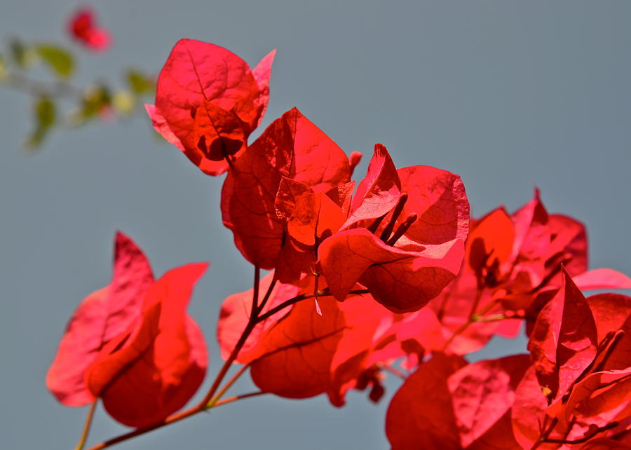 Hot Pink Bougainvillea Photograph by Kirsten Giving