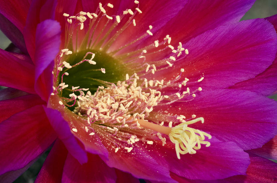 Nature Photograph - Hot Pink Cactus Flower  by Saija Lehtonen