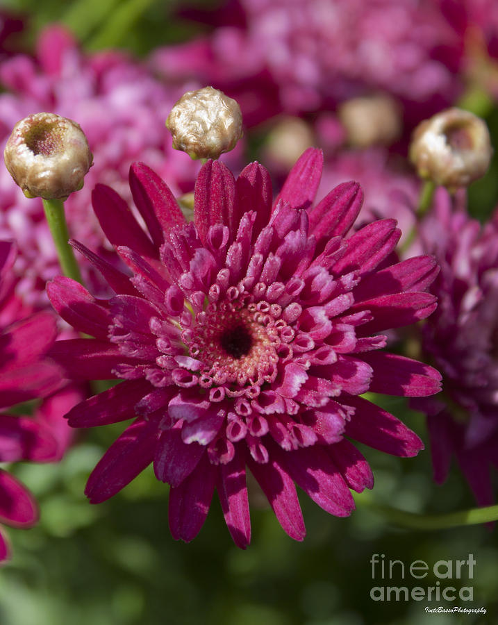 Hot Pink Chrysanthemum Photograph by Ivete Basso Photography