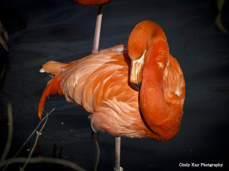 Flamingo Photograph - Hot pink by Cindy Harris