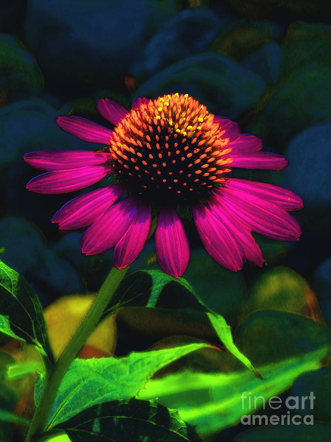 Hot Pink Coneflower Photograph by Sharon Woerner