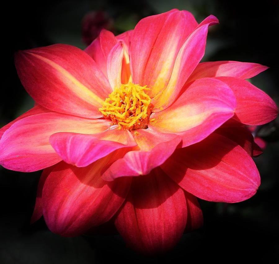 Nature Photograph - Hot Pink Dahlia by Bruce Bley