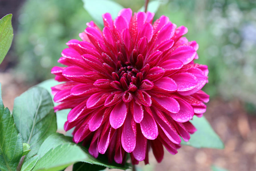 Hot Pink Dahlia Photograph by Gerry Bates