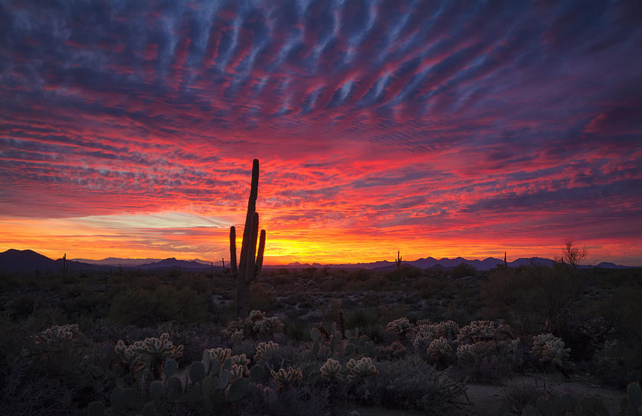 Hot Pink Desert Skies Photograph by Saija Lehtonen - Fine Art America