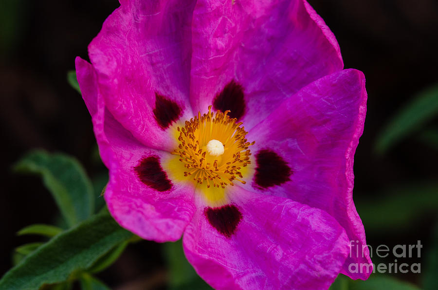 Hot Pink Flower  5.1490 Photograph by Stephen Parker