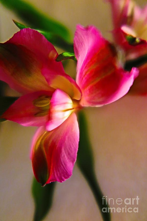 Hot Pink Flower Abstract Photograph by Tara  Shalton