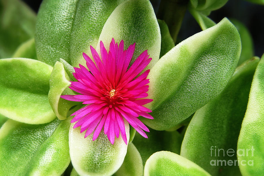 Hot Pink - Flowering Heart Leaf Succulent Photograph by Ella Kaye Dickey