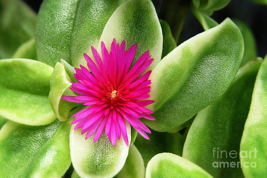 succulent flowers with leaves