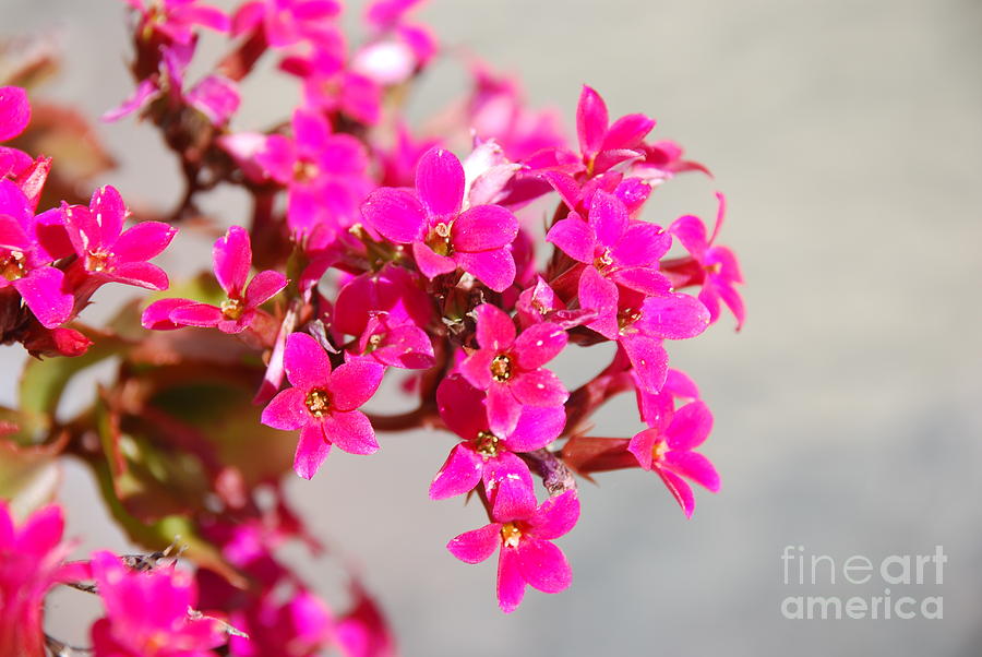 Hot Pink Flowers Photograph by Leo Sopicki