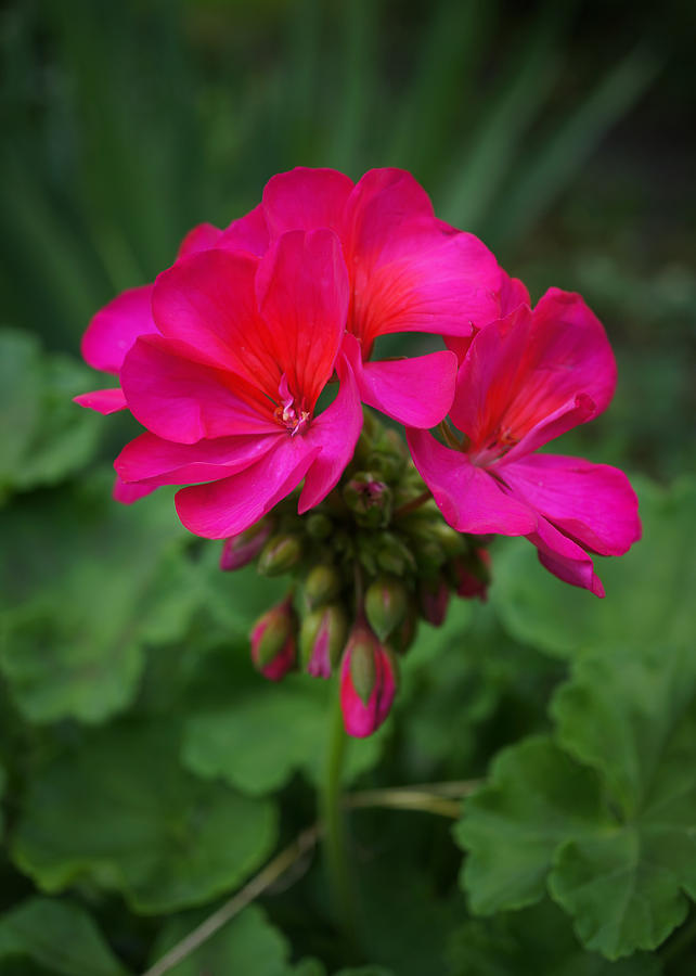 Hot Pink Geraniums Photograph by Ronda Broatch