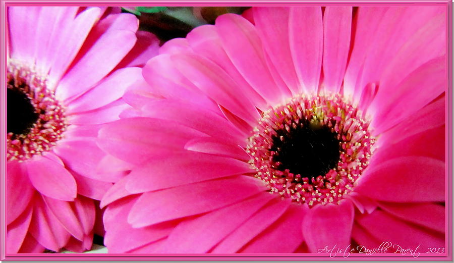 Inspirational Photograph - Hot Pink Gerber Daisies Macro by Danielle  Parent