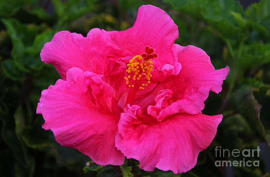 Hot Pink Hibiscus  Photograph by Elizabeth Winter