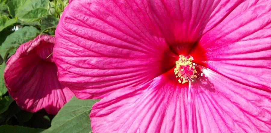 Hot Pink Hibiscus Photograph by  Sharon Ackley