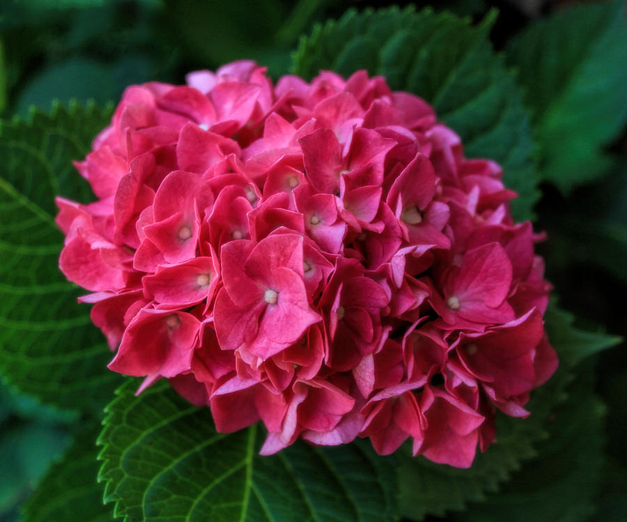 Hot Pink Hydrangea Photograph by Dave Bosse