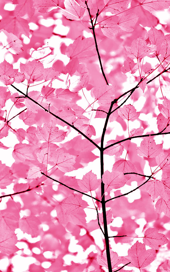 Hot Pink Leaves Melody Photograph by Jennie Marie Schell