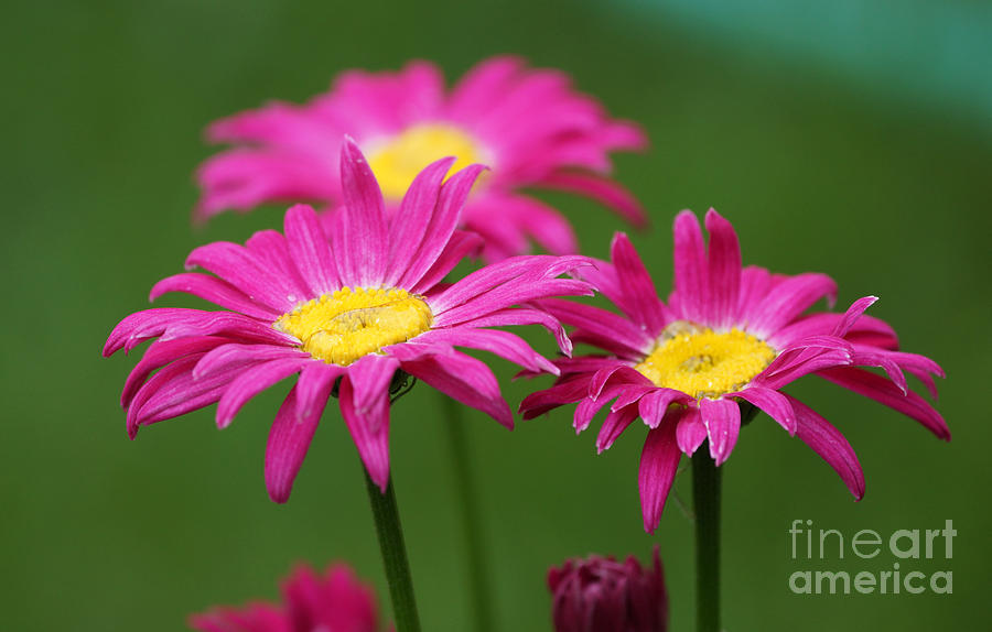 Daisy Photograph - Hot pink by Lori Tordsen