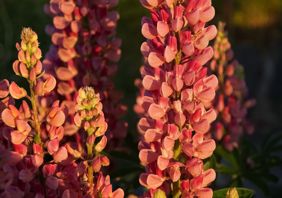 Hot Pink Lupines From My Mothers Garden Photograph by Georgia Mizuleva