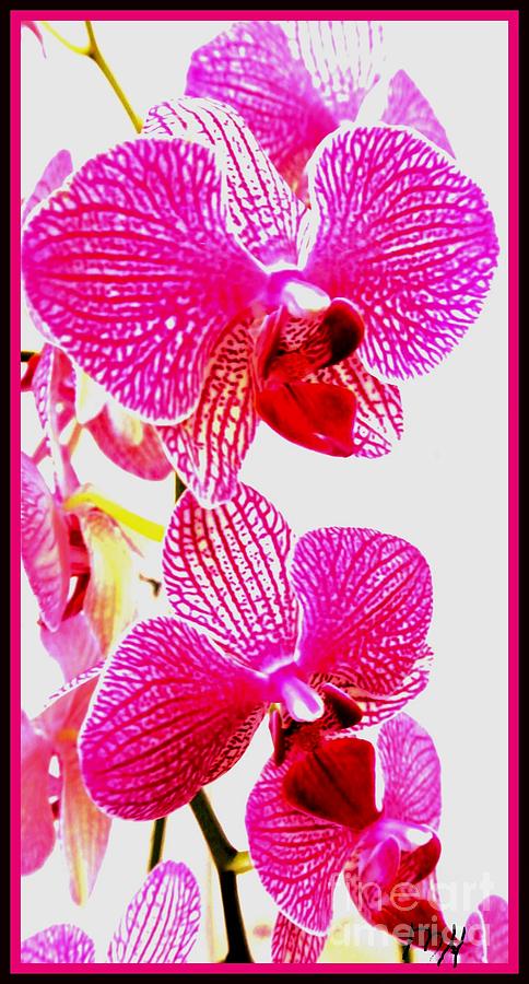 Hot Pink Orchids Photograph by Marsha Heiken