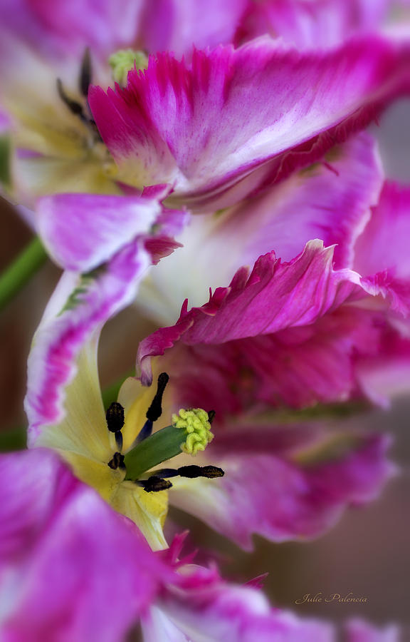 Nature Photograph - Hot Pink Parrot Tulips by Julie Palencia