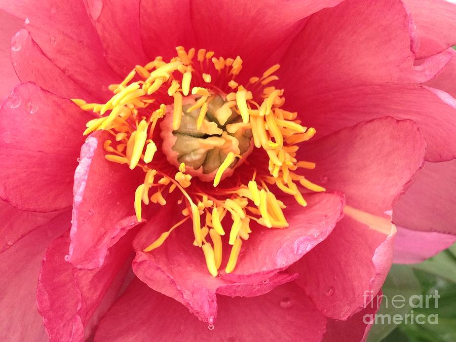 Flowers Still Life Photograph - Hot Pink Peony  by Jacklyn Duryea Fraizer