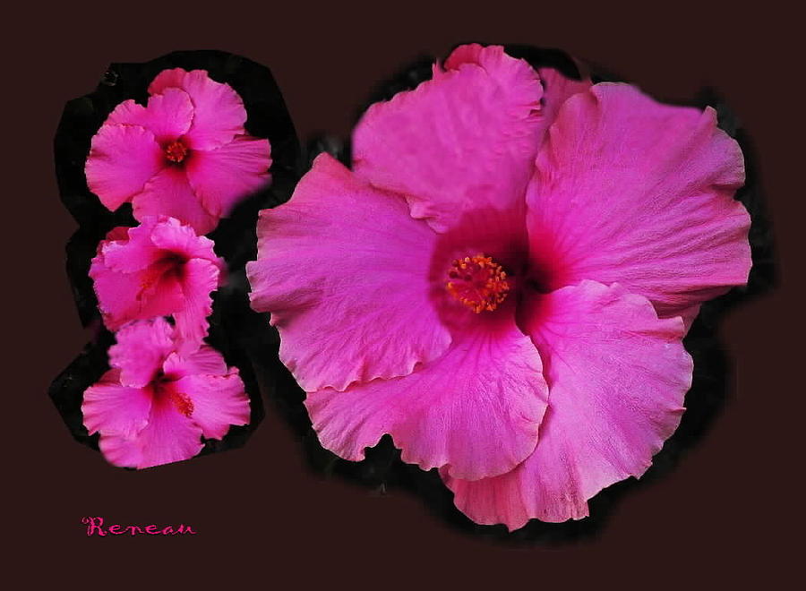 Hot Pink Petunias Photograph by A L Sadie Reneau