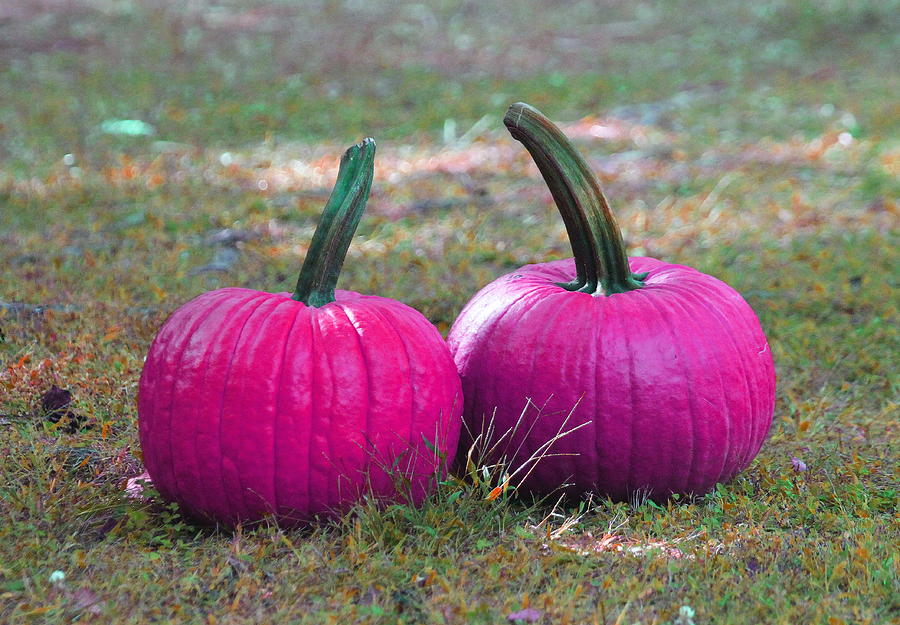 Pumpkin Photograph - Hot Pink Pumpkins by Cathy Lindsey