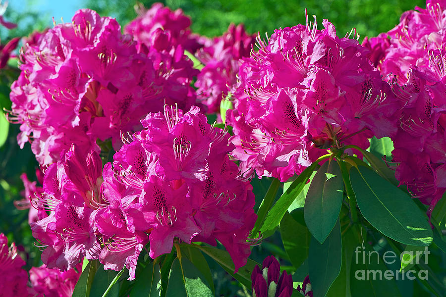 Hot Pink Rhodo Photograph by Sharon Talson