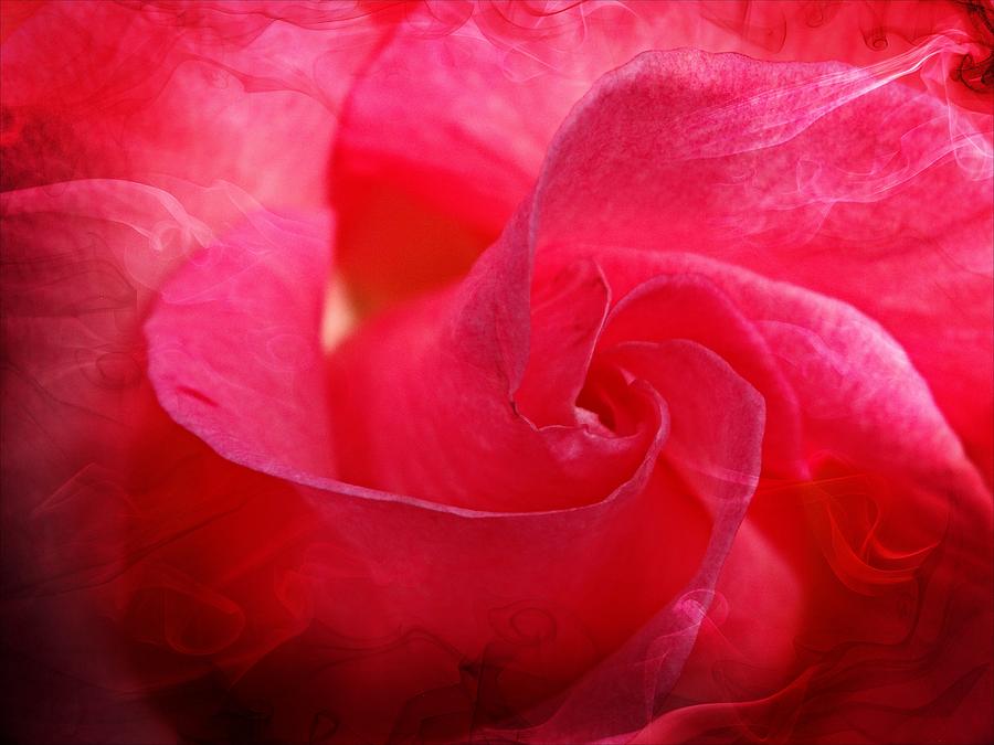 Hot Pink Rose Photograph by Nick Kloepping