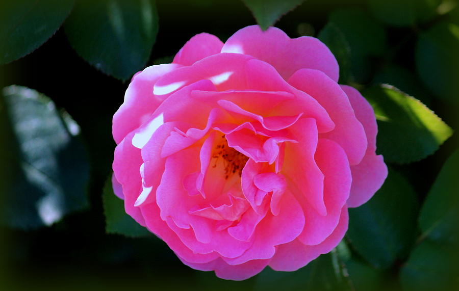 Hot Pink Rose Photograph by Rosanne Jordan