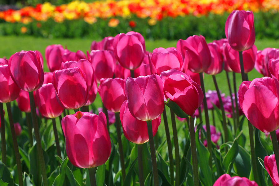 Hot Pink Triumph Type Tulips Photograph by Allen Beatty
